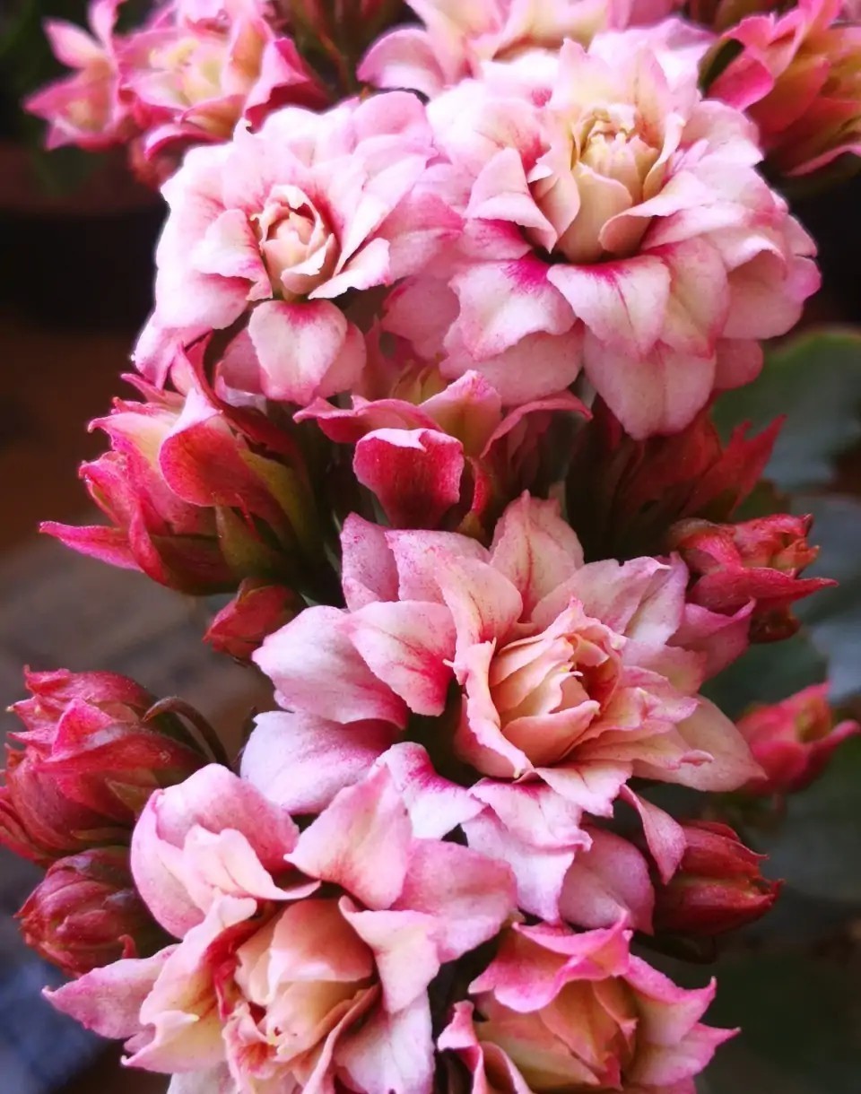 品种|75个长寿花品种,一个比一个美,一起来认识一下吧!