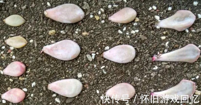 多肉叶插不生根,教你叶插五要素,10天就能长出小胡须