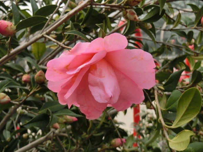 喜欢茶花，不如养盆十全大泰勒，花型大气，清新之美，有牡丹风范