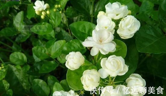 养茉莉花,“3件小事”做到位,就可以“静待花开”,且花大味香