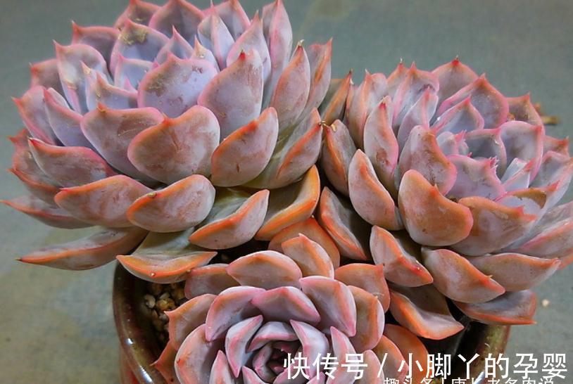 多肉暗冰和菲欧娜,平常有七分相似,出状态后颜值则有云泥之别