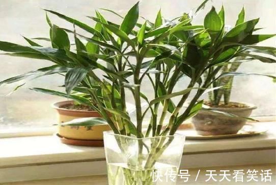 金钱树|家养“4种花”,增福、旺财长势好,放在客厅空气清新,家中必备