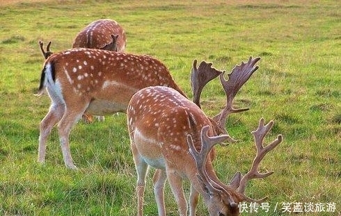  张果|怎么样向唐玄宗证明一只鹿活了上千年? 看看张果的高明手段