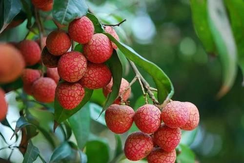 食物|子宫肌瘤的“催化剂”被揪出,医生:2类食物,尽快拉黑,别任性