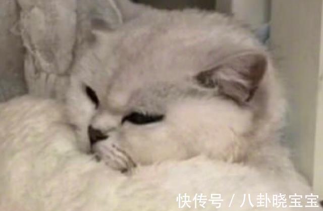 坐月子|天热网友打开了空调,刚生产的猫生无可恋裹紧了被子:我在坐月子