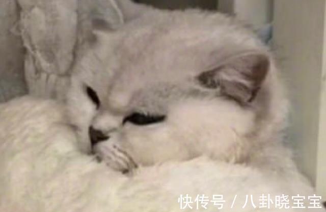 坐月子|天热网友打开了空调，刚生产的猫生无可恋裹紧了被子：我在坐月子