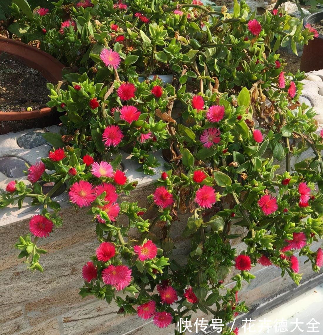 生根|9一10月,别忘记“扦插”这些花,“温度”适宜利于生根