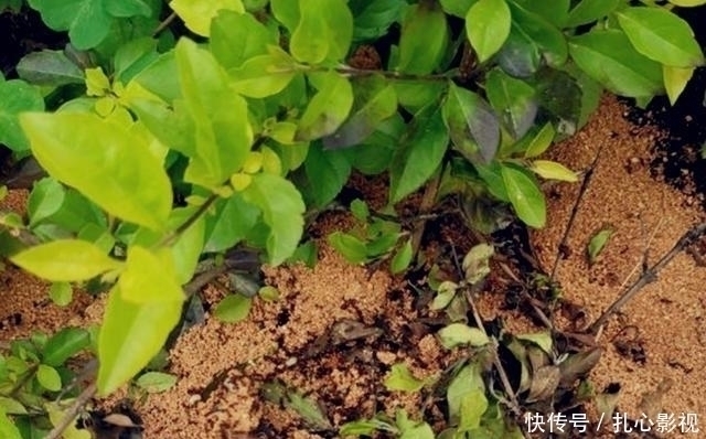 钓友|野钓最“狠”的几种动物,看完钓友遭遇才明白,没碰见太幸运啦