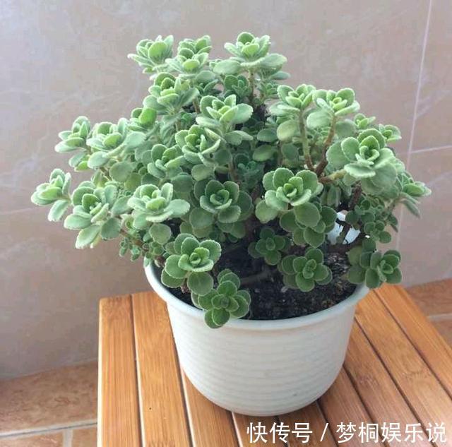 蚊虫不喜欢的三种花,夏季家里务必放一盆,害虫绕道走