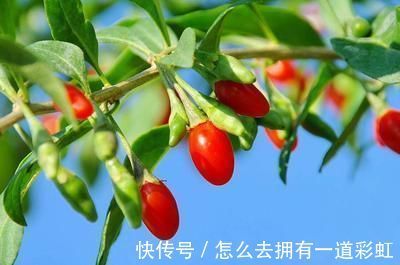 好处|枸杞泡水好处多，坚持服用，身体可能“悄悄”收获4个好处