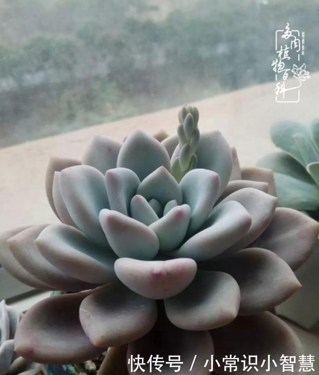 我是多肉飘窗党,我来晚了!我是多肉飘窗党,我来晚了!