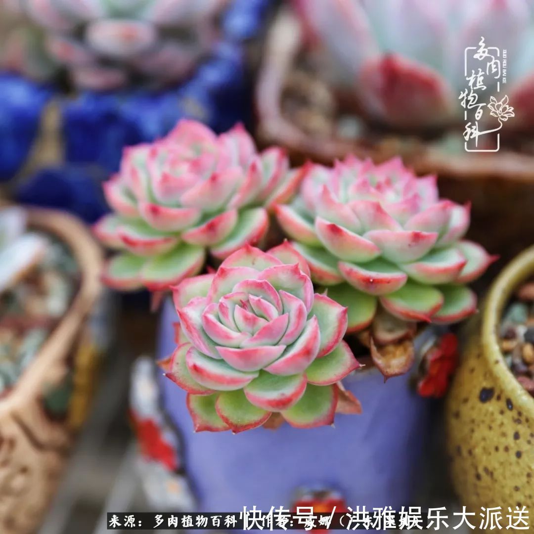 橙梦露|笼子里露养的多肉，越养越美！有多肉的日子伴着小确幸！