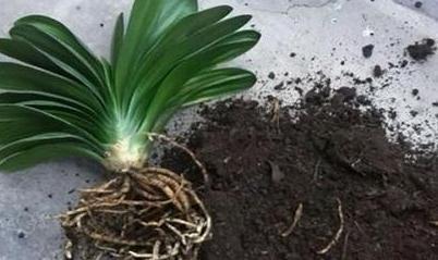 君子兰烂根,两招帮你救活,15天发根生机勃勃