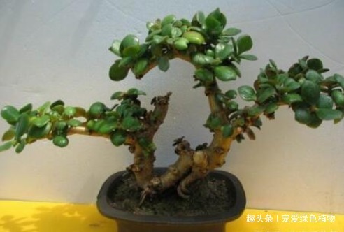 “2种盆栽树”，家里养1盆，辟邪又趋凶，能减少“病菌”促睡眠