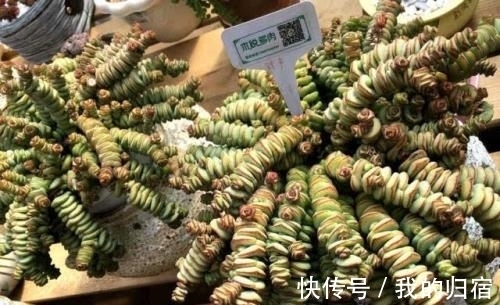 新手养多肉，掌握3个要点，长新叶爆侧芽，轻松成大户！