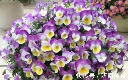 养花就养4种花,好养易活花量大,家里变花海,邻居都羡慕!