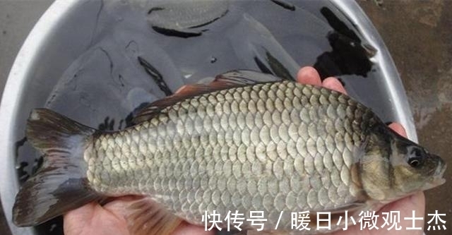 杂食性|野钓鲫鱼,用什么饵料最好?不同种类的鲫鱼和不同的食物