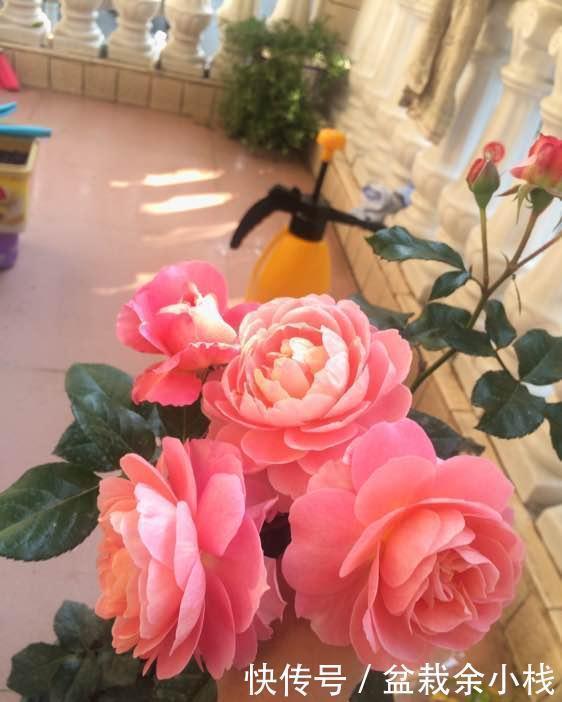 一款超级香的阳台盆栽花,花朵也漂亮,四季都开花,养护也不难