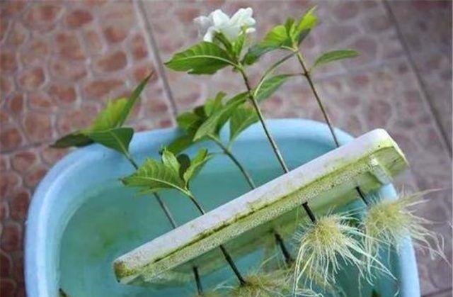 这种扦插神器你都扔了亏大了,赶紧捡回来!