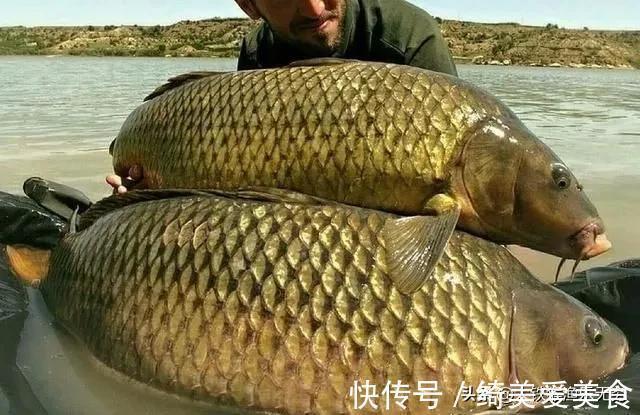 鱼类|在德国钓鱼“人很惨”,在中国钓鱼“鱼很惨”,差距咋这么大呢?