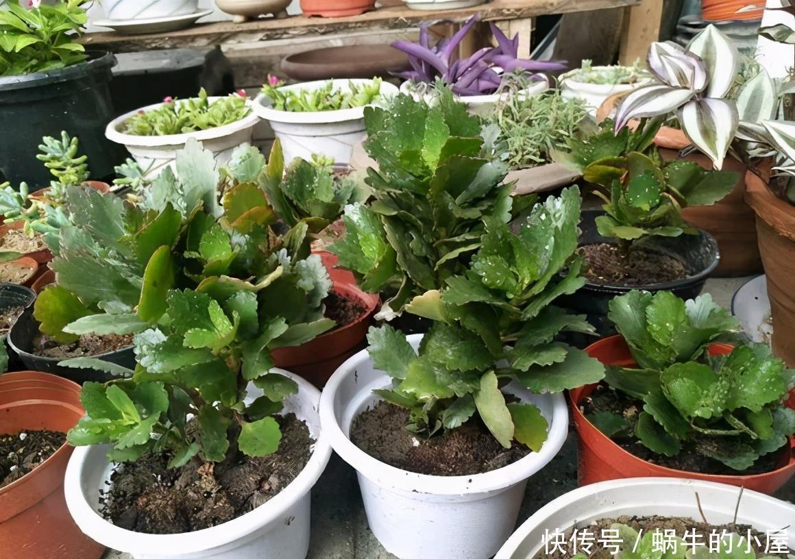 扦插长寿花?掌握4点,插一盆爆一盆,满阳台全是花