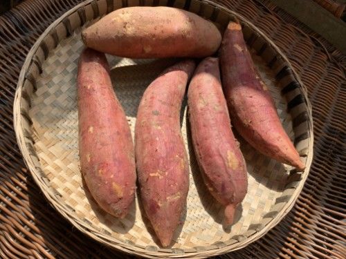 蜂蜜|夏季吃哪些食物可以提高人体免疫力？营养师：常吃3种食物或有用