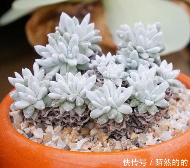 它们被誉为多肉界“四君子”,花友不容错过的品种,见到记得收藏!
