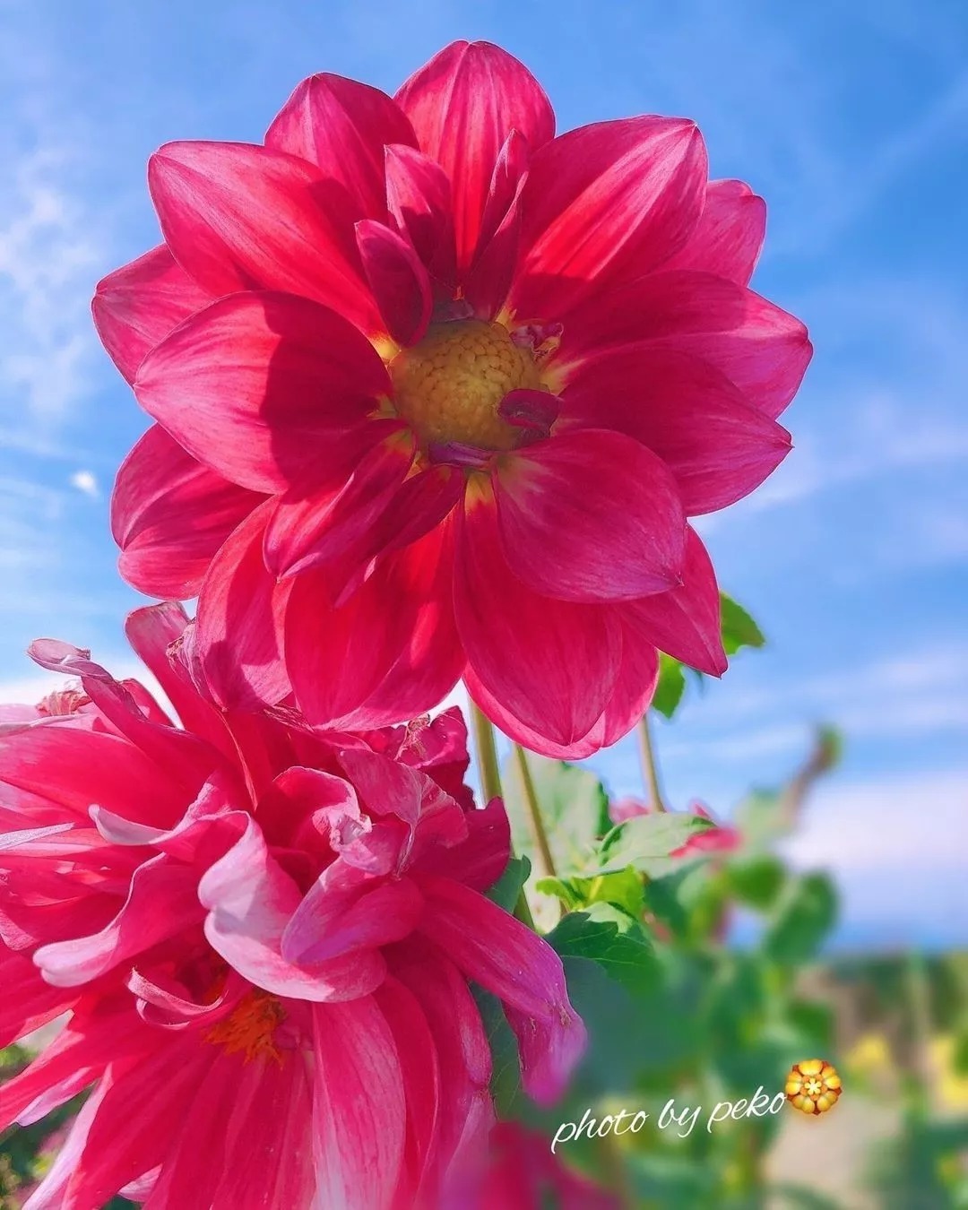 花会开,天也会蓝