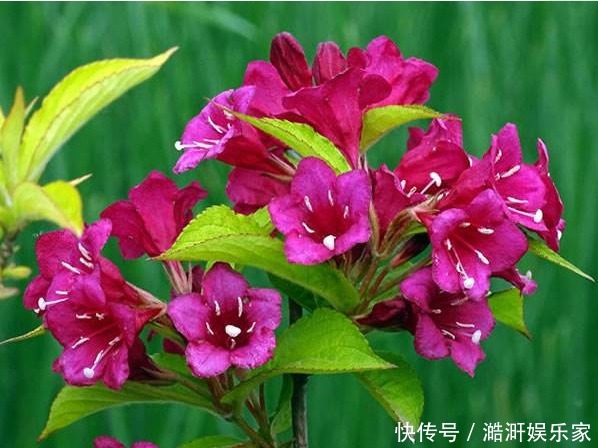 此花花色绚丽,花朵犹如一簇缀满彩霞的锦带,寓意着人生绚烂多姿