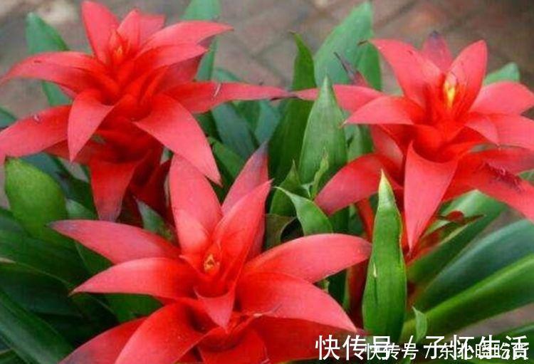 酸性|4种花堪称开花机器,365天都在开花,赏心悦目,你喜欢哪一种?