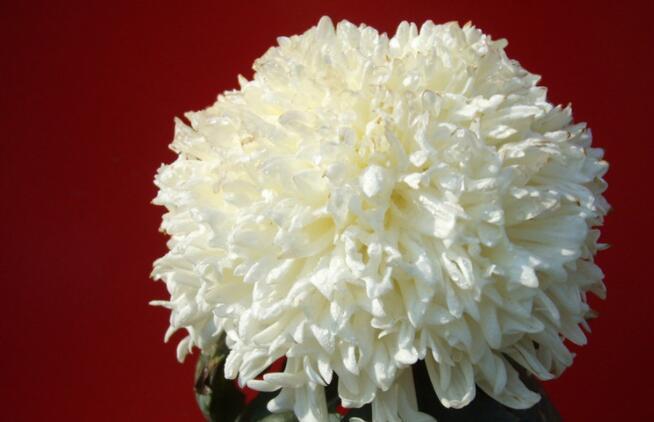 喜欢菊花，不如养盆“菊中珍品”，碧洁如玉，花姿妖艳