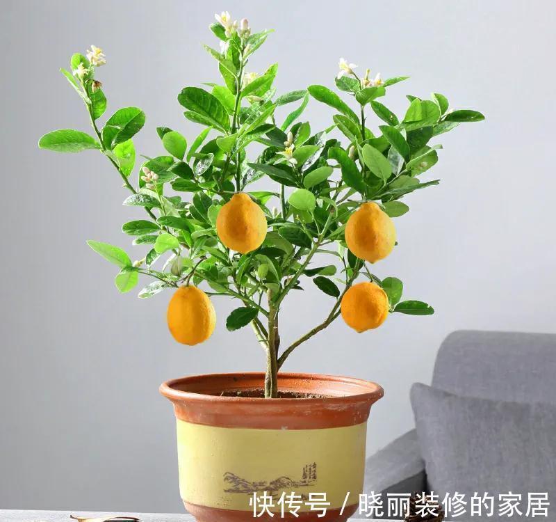 养颜|秋季阳台养4种果树，果子好吃又营养，还寓意好