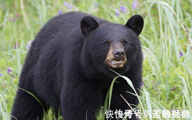 张良#鬼谷子纵横谋略欲成为“人上人”,必须知道这一原则