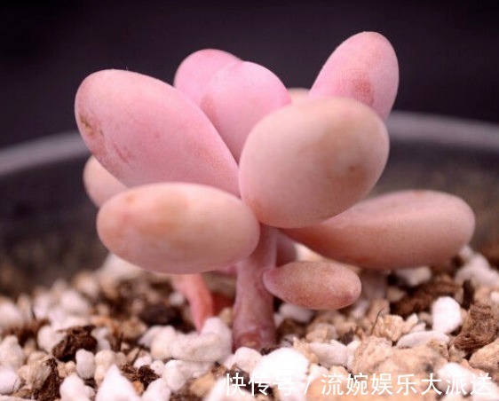花月夜|5种颜值超高的多肉,粉粉的肉嘟嘟,最适合新手养了!