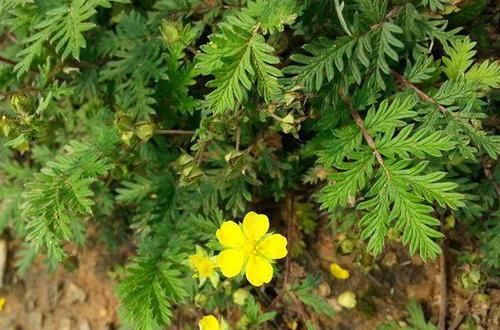 外形像香菜，叶像鸡羽毛，若家乡有，宁愿少吃一顿肉，也要摘来吃
