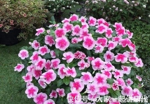4种漂亮花，不用花钱买，跟邻居要个枝插土里，生根快成活率高！