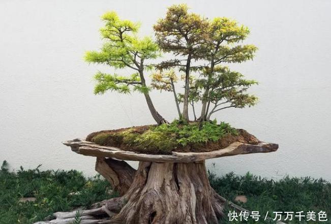 四季|4种整株都有香味的树,家里养一棵,不生虫,还能四季飘香