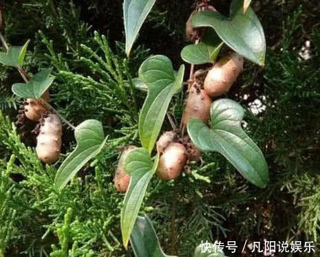 长在树上的生姜，农民见了不敢吃，城里300块1斤抢着要！