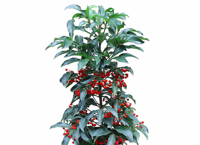 养花|四种盆栽曾获花卉大奖,盆盆都是精品,便宜还好养,养花首选