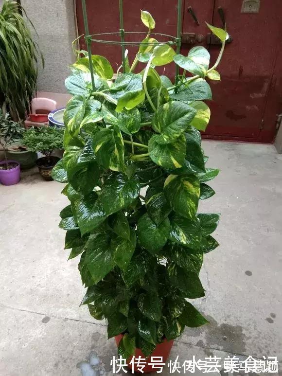 吊兰|这6种花是“天然净化器”,家中养1盆,潜伏的甲醛也会吸干净!