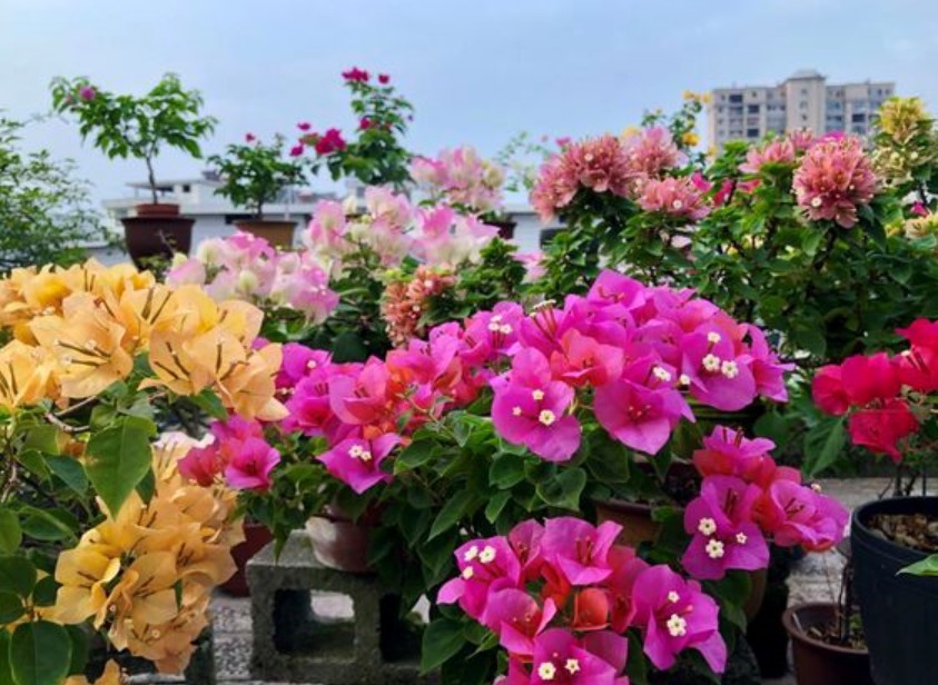 透气性|养三角梅最怕不开花,如果你是新手,从5点入手,让它一年开多次