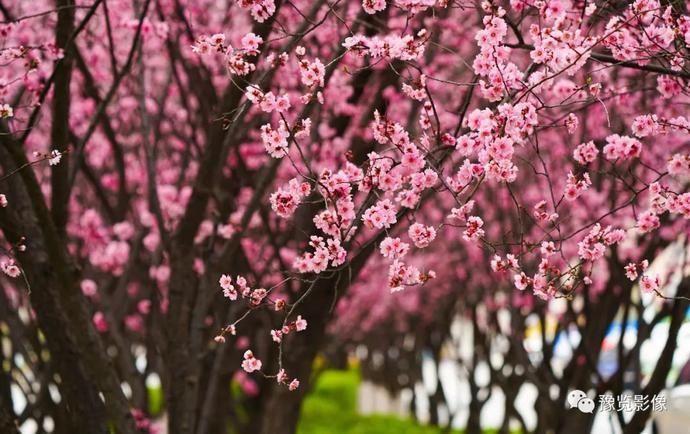 春分，赏花品香不负春