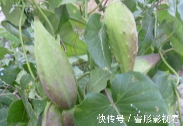 长得像玉米，花瓣上有茸毛，很多人不敢触碰，误会了