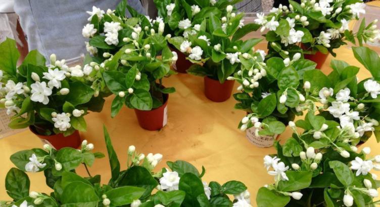 盆栽|这3种“香喷喷”的植物,值得居家盆栽,把控好细节长得旺