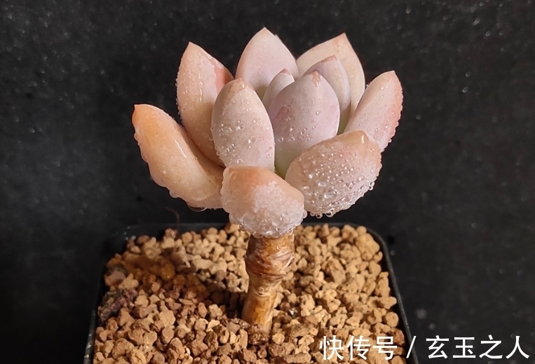 景天科多肉常见入手问题,也许您可能会遇到,来看看是些什么吧