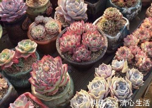 北风|北风呼呼地刮，露天阳台还能盆栽多肉吗？该怎么管？