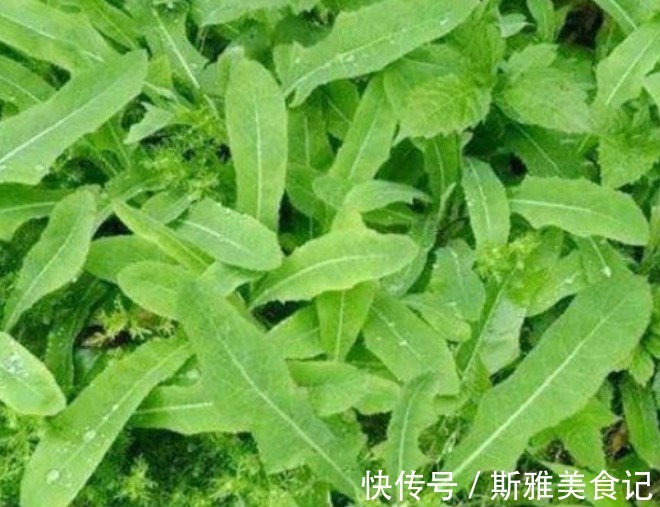 效果|隐藏在乡下的四种抗癌菜，效果比蒲公英更佳呢，在城里花钱也没有