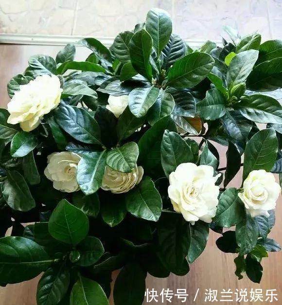 天热了,1壶水2片药,制成“药水”浇花,盆栽叶子绿、开花多