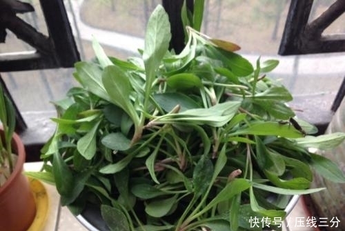 癌细胞|农村地头一种野菜,可降三高,每天吃一点,癌细胞远离你!
