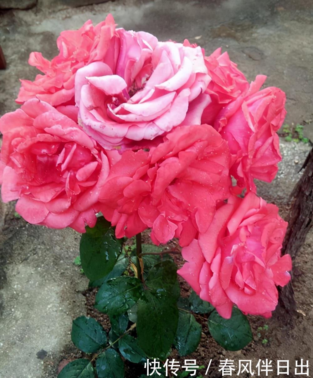 植物|养花别舍不得修剪,这4种植物,剪一剪长得更旺